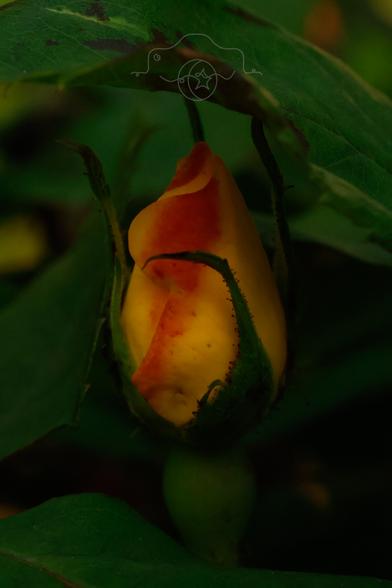 A two-toned (yellow & orange) rosebud surrounded by green leaves.