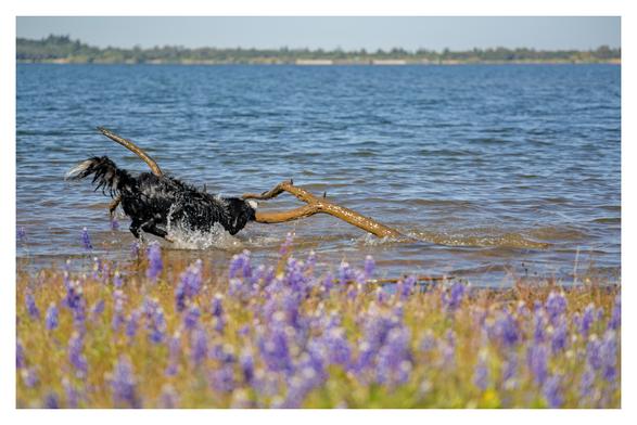A border collie dragging a large tree branch out of the lake with some lavender in the foreground and a lake with trees far off in the background