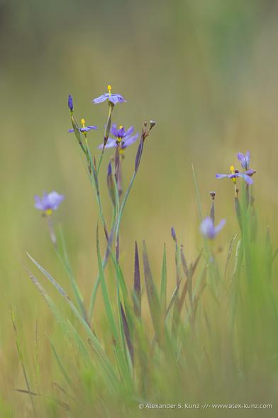 A vertical orientation close-up photo showing a flowers in the lily family from the side, at a low angle. The flowers are blue or purple with a yellow stamen in the center. The foreground and background are rendered soft and blurry.