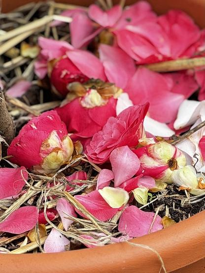 Dropped pink camellia flowers and petals cover the straw and soil in a teracotta-coloured plastic pot.