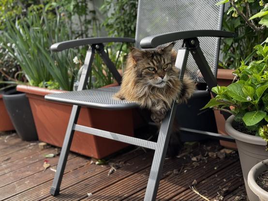 A long-haired black and ginger tabby Maine Coon cat sits neatly on a metal folding chair amidst the flowerpots in a balcony garden.