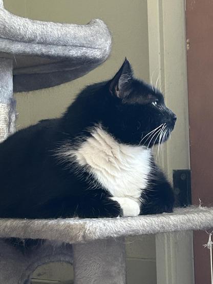 A black and white cat is resting on a gray cat tree, gazing intently to the side. The background features a simple interior with a door and muted colors.