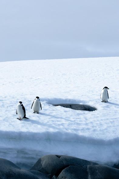 Three chinstrap penguins hang out on a snow bank atop some gray rocks in Antarctica