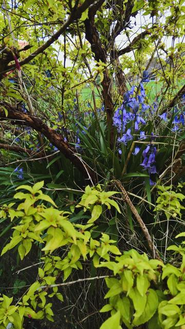 #SomeBluebells and #BackToTheFuchsia...