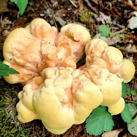 es sieht aus, als quelle der pilz direkt aus dem boden, eigentlich liegt da aber ein alter toter baum, den sieht man nur kaum, weil der pilz das bild so füllt. der pilzfruchtkörper ist außen hell gelb und innen, in den bereichen aus denen er herausquillt zart orange. und herausquellen ist wirklich fast die einzige möglichkeit die form zu beschreiben, knubbelig-wulstig, schäumend blasig an volumen zunehmend, sehr an poly-urethan-bauschaum erinnernd