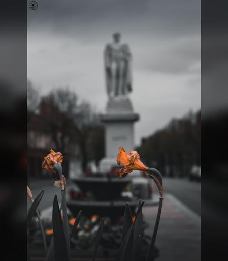 Dying daffodils in front of defocused statue