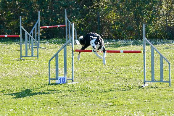 Chien•ne qui saute un obstacle en revenant en arrière