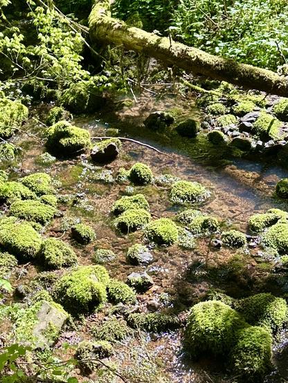 Many large moss covered rocks line the basin of a seasonal creek that is starting to dry up, but there is still some water flowing around them.