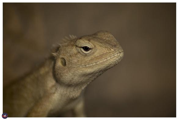 a lizard with brown shade, and black eye with an orange ring. it also has a spikes showing on the back just out of focus.