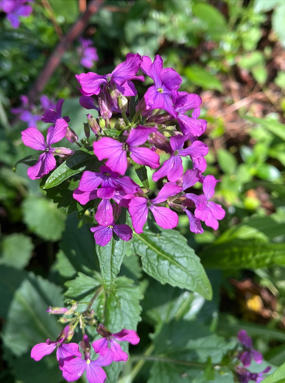 a green-leafed plant with a clump of four-petaled purple blossoms