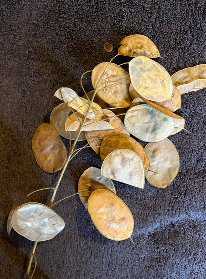 a branch of light brown plant seedpods that look like "silver dollars"