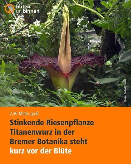 buten
un binnen
2,30 Meter groß
Stinkende Riesenpflanze
Titanenwurz in der Bremer Botanika steht kurz vor der Blüte🖖