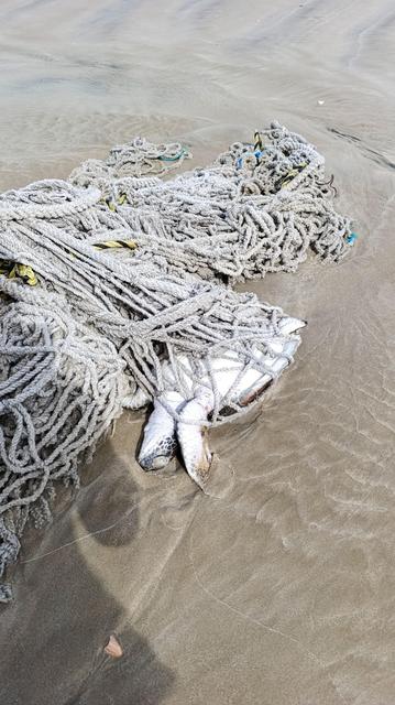 Tortue marine prise dans un gros filet de pêche et commençant à se faire ensevelir par le sable.