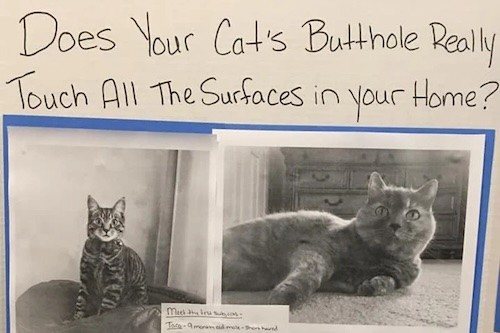 Handmade poster with cats pics and the tutle :
Does your cat’s butthole really touch all the surfaces in your home?
