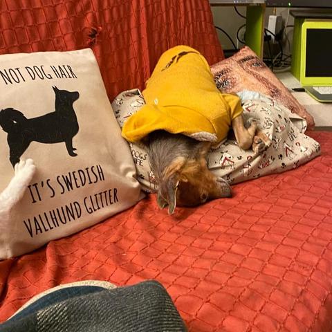 Mon chien dont la tête a glissé du coussin sur lequel il dormait. Du coup le haut de sa tête est posé à plat sur le canap' pendant que son corps est resté sur le coussin.
Et en fond un merveilleux coussin Nicolas Cage en sequins