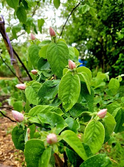 Close up photo of a very young quince tree. The few twigs are covered in leaves of fresh green colour with rain drops sprinkled everywhere, clinging to the surface. Every sprig ends in one single closed pink bulb-shaped blossom, eight in total. They're still closed, just waiting to open. The blurred background is full of lush green trees and bushes.