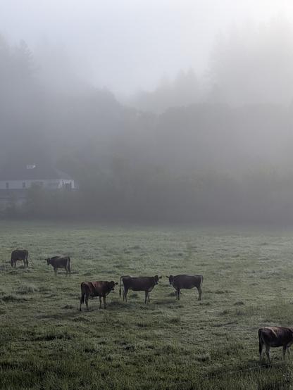A bunch of cows in a dewy pasture with mist all around. Trees and a structure are barely visible in the back.