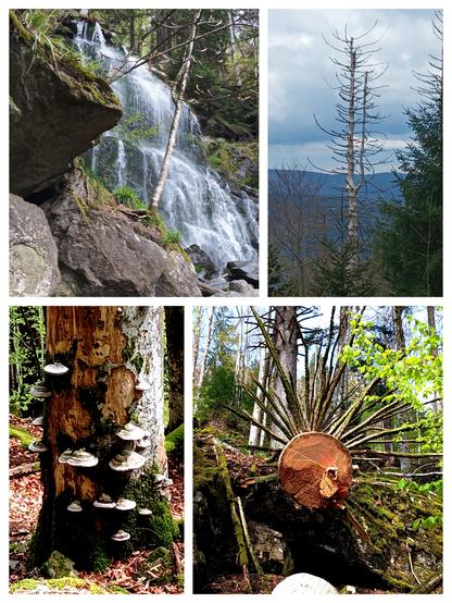 Collage aus vier Fotos von einer Wanderung: ein breit fallender Wasserfall; das in den Himmel ragende Skelett eines toten Baumes; viele "Tellerpilze" am unteren Teil eines Baumstammes und der Durchschnitt einer toten Tanne, deren gerade Zweige wie bei einem Stern angeordnet sind.