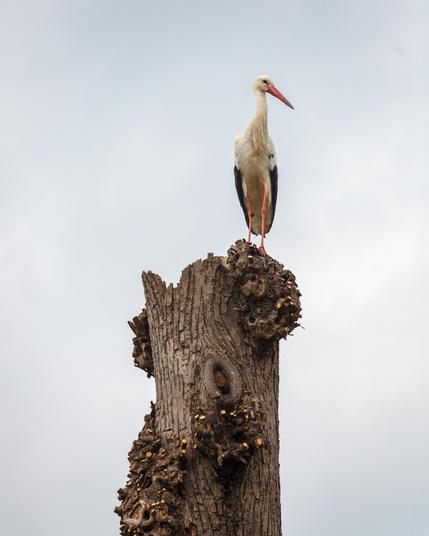A couple of storks landed today in the countryside village of Borger, located in the northeastern part of The Netherlands