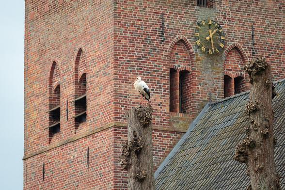 A couple of storks landed today in the countryside village of Borger, located in the northeastern part of The Netherlands