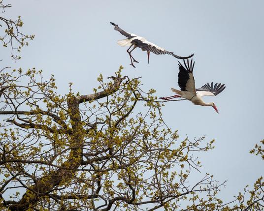 A couple of storks landed today in the countryside village of Borger, located in the northeastern part of The Netherlands