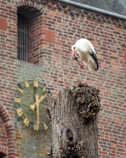 A couple of storks landed today in the countryside village of Borger, located in the northeastern part of The Netherlands