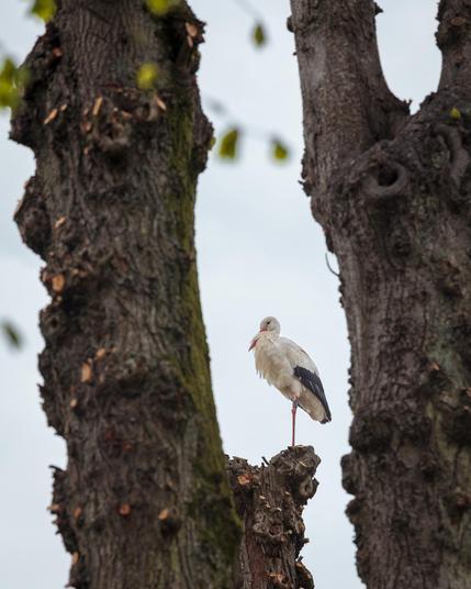 A couple of storks landed today in the countryside village of Borger, located in the northeastern part of The Netherlands.
