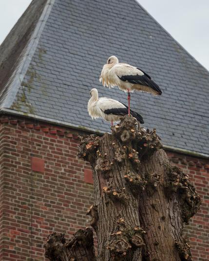A couple of storks landed today in the countryside village of Borger, located in the northeastern part of The Netherlands.