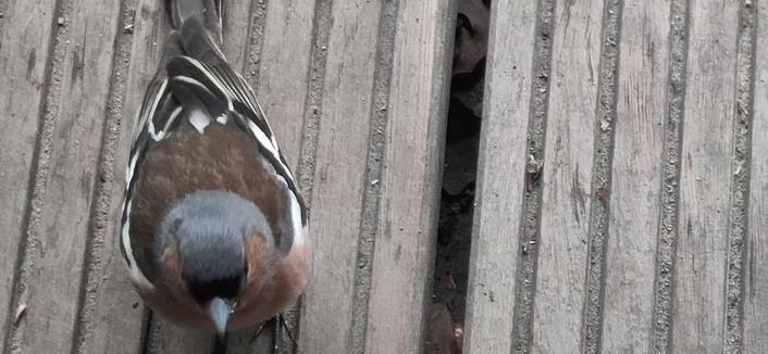 A bird from above. The chaffinch sits on top of two deck boards. You can see the grey head with black at the beak quite well, with copper red cheeks and breast. The black and white tail and wing feathers frame the brown back well.