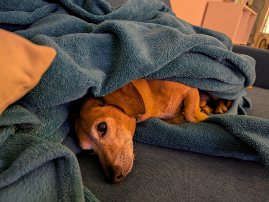 dachshund-mix is lying on his side on a couch, partially under a mountain of teal blankets