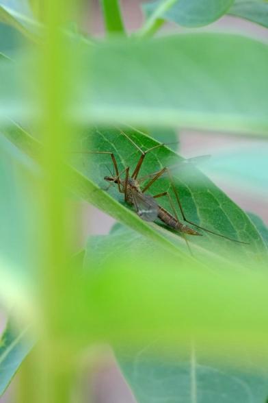 A close-up of a crane fly is on a green leaf surrounded by blurred foliage. Craneflies are really weird looking.