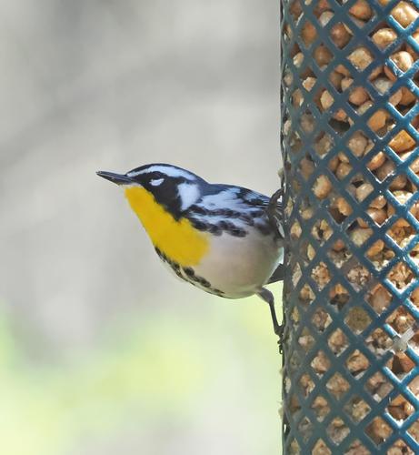 A yellow throated warbler is a tiny bird. It is black and white and gray all over with a striking yellow throat and upper chest. It likes the suet nuggets. I have heard him singing in the yard (he's amazing loud, for such a little guy), but have not seen a mate yet.