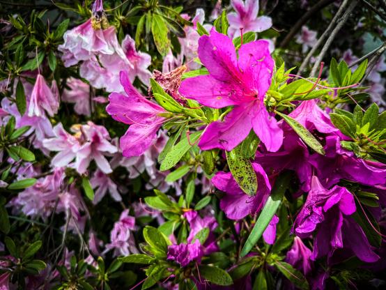 The image features a vibrant cluster of azalea flowers, predominantly in shades of pink and purple. The flowers are in various stages of bloom, with some fully open and others partially closed or wilting. The petals are broad and slightly ruffled, with a rich texture and a gradient of color from deep magenta at the center to lighter pink at the edges. The leaves are a bright green, with some showing signs of spots or blemishes, adding to the natural, unpolished look of the plant. The background is a blur of more flowers and foliage, creating a sense of depth and abundance. The lighting is bright and natural, highlighting the vivid colors and textures of the flowers and leaves.

Provided by @altbot, generated privately and locally using Ovis2-8B