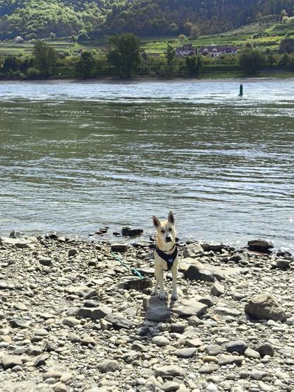 Ein Hund sieht Richtung Kamera. Er steht an einem Strand voller Steine an einem grossen Fluss.
