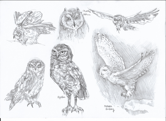 study sketches in pencil of various owl species