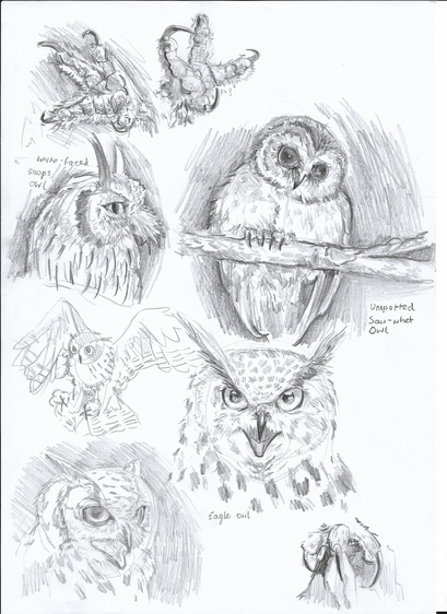study sketches in pencil of various owl species