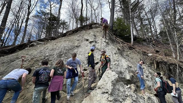 A group of people spread out along the base of a steep exposure of tan colored sediment.  A single person anchored to a rope is descending from the top of the exposure.