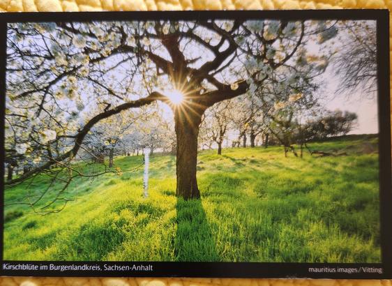 A postcard of the sun shining through a beautiful tree. The grass is green and lush.