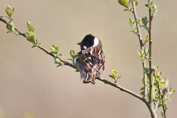 Male Reed Bunting