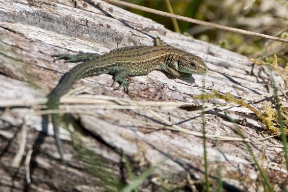 Common Lizard basking on a rotten fence post