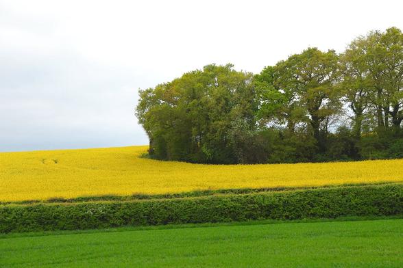 Above the horizon the sky is thin white cloud;  a stand of hardwood trees in a field of rapeseed flowers. a dark green hedge bisects the picture horizontally and there's a field of vibrant green grass across the foreground