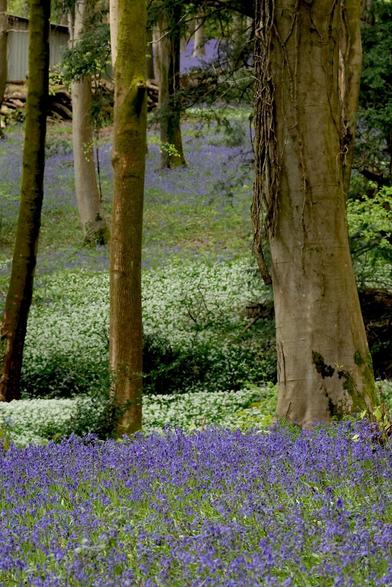 undulating green forest floor but covered with peak bluebells and a variety of tree trunks

Parnholt Woods
#naturephotography
#nature