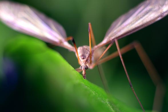 A macro closeup of a crane fly resting on a chili plant leaf