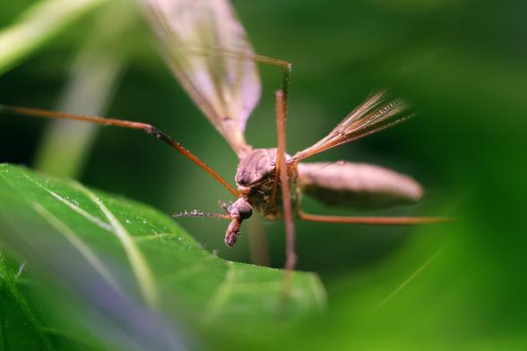 A macro closeup of a crane fly resting on a chili plant leaf