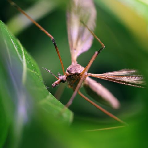 A macro closeup of a crane fly resting on a chili plant leaf