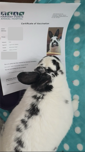 Bunny looks at her certificate of vaccination for rabbit hemorrhagic disease. She is especially pleased with the beautiful picture on the certificate.