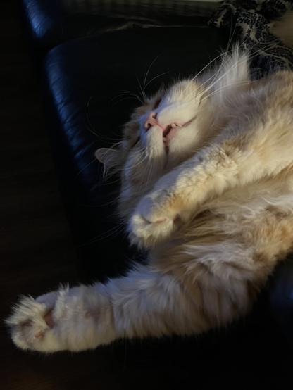 Gus the cat in the middle of a dream. He's been chomping something in his sleep and his mouth is slightly open revealing his little teeth.