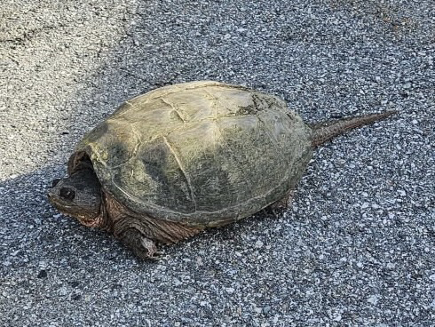 A medium sized snapping turtle resting on asphalt