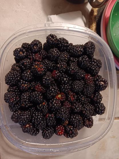 Dewberries