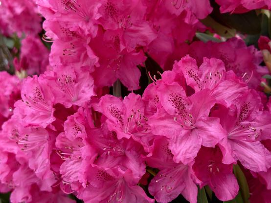 Surprisingly vibrant hot bubblegum pink rhododendron blossoms fill the photo. They are all very healthy and open, each with small dark red accents on one petal. SF Apr 2025